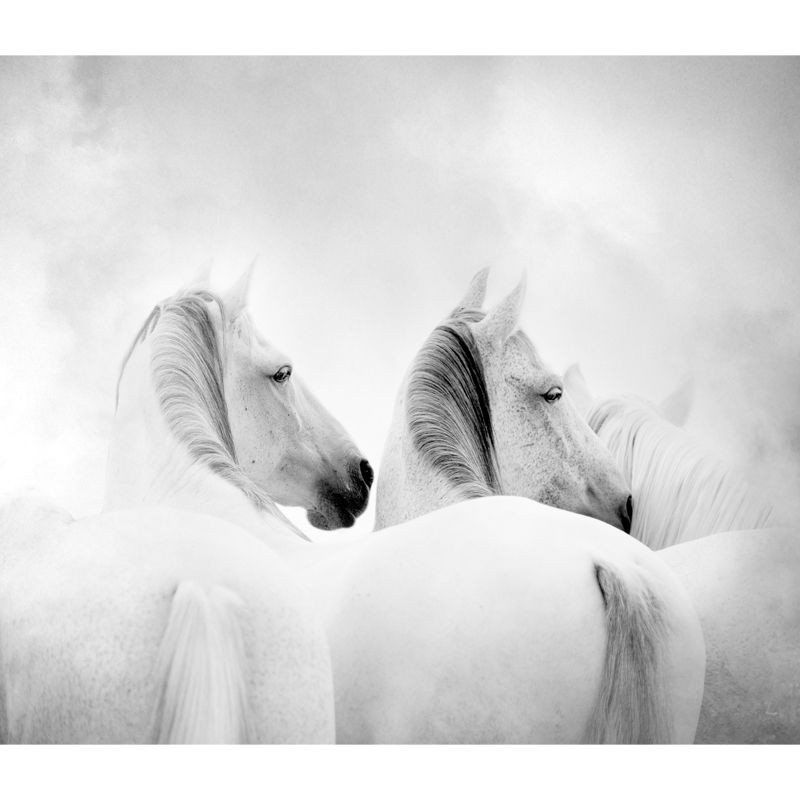 Big White Horse Print Mural Wallpaper Decorative Contemporary Living Room Wall Art