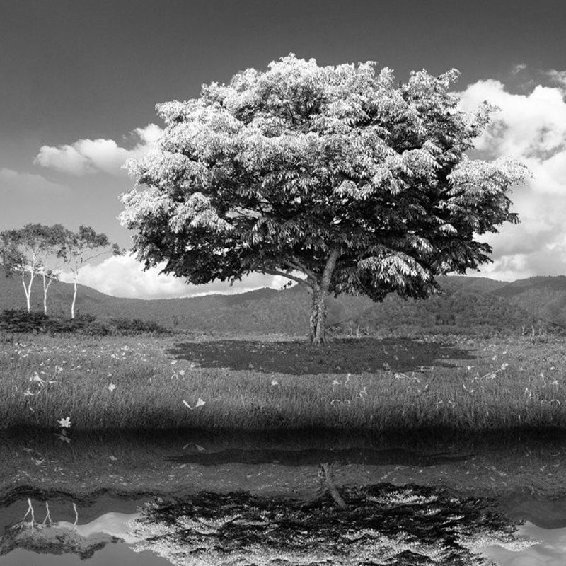 Illustration Lakeside Tree Wall Murals Whole Wall Art for Living Room, Personalized Size