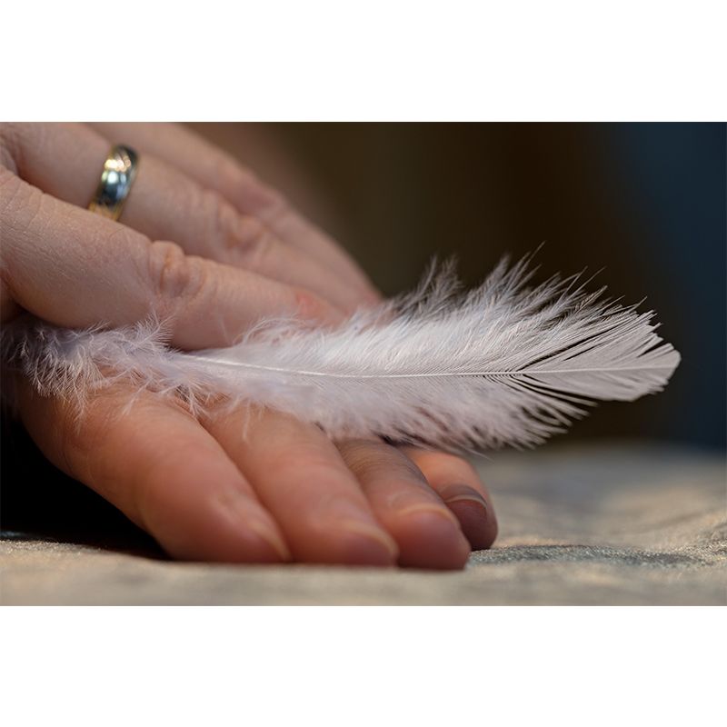 Environment Friendly Decorative Murals Feather Dining Room Wall Murals