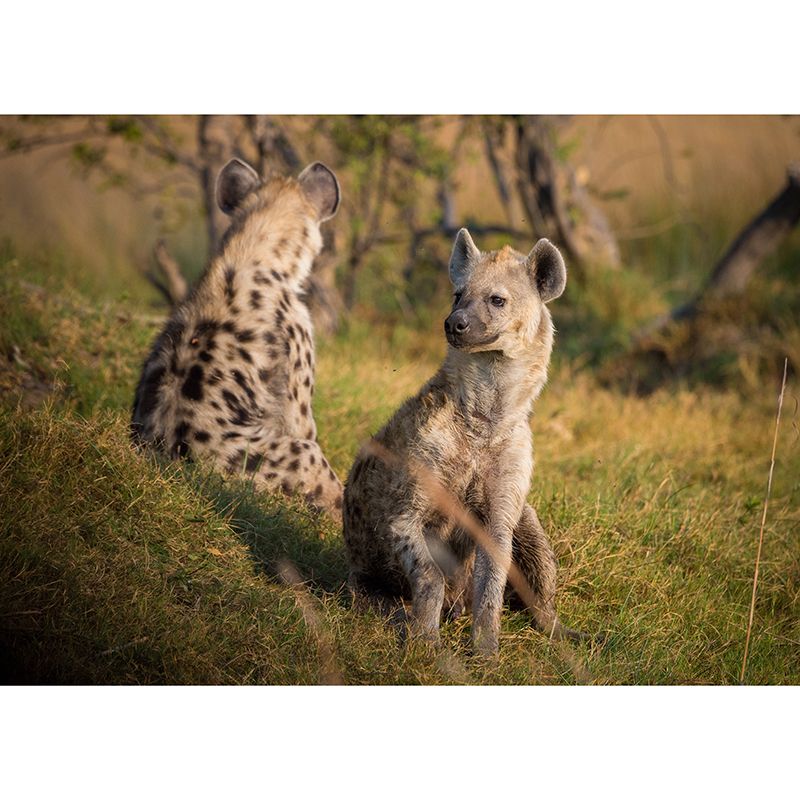 Hyena Mural Wallpaper Living Room Decoration, Personalized Size Available