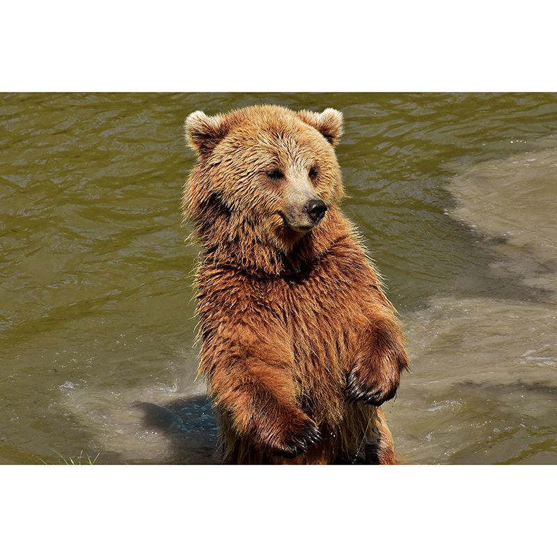 Customized Brown Bear Wall Mural Horizontal Photography for Sleeping Room Decoration