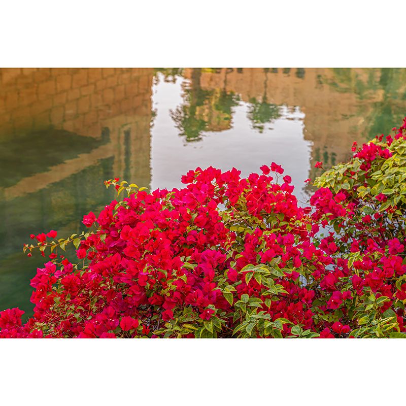 Customized Bougainvillea Mural Wall Covering Decorative Mildew Resistant for Living Room