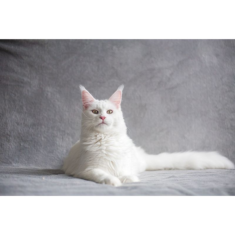 Photography Stain Resistant Wallpaper Cats Living Room Wall Mural