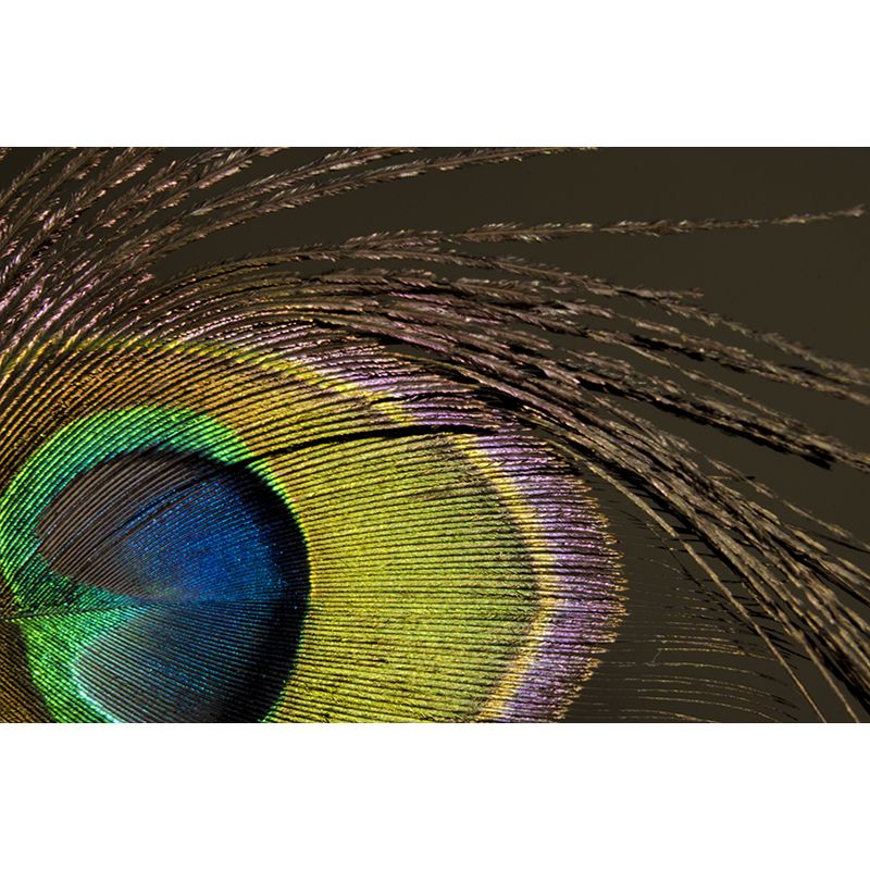 Peacock Feather Mural Decal for Home Sitting Room Bedroom, Made to Measure