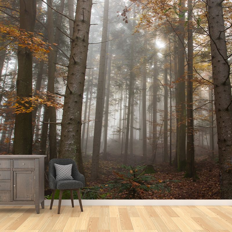 Forest Photography Wallpaper Modern Drawing Room Mural Wallpaper