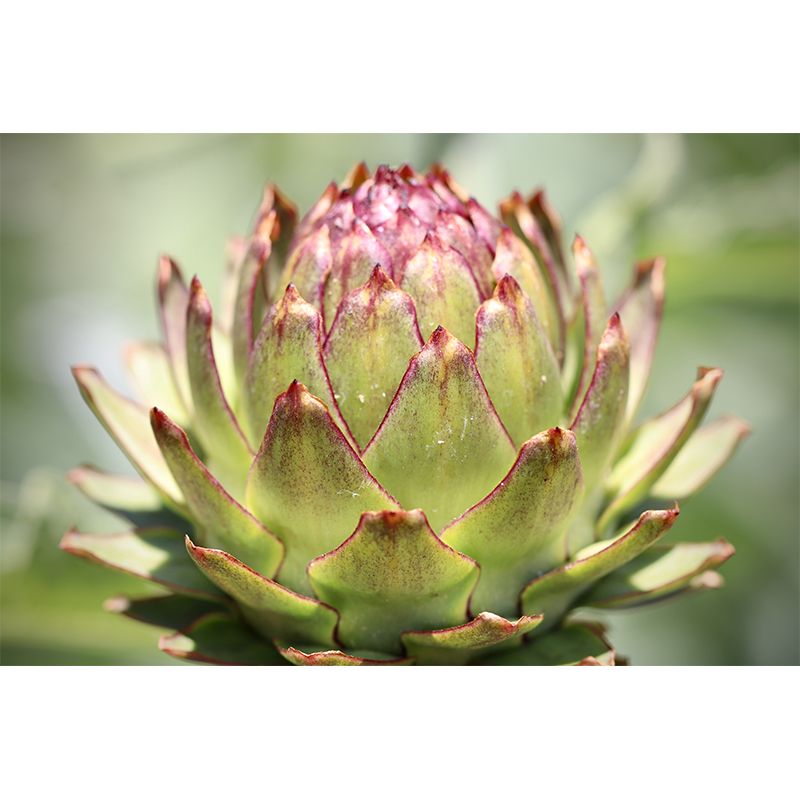 Artichoke Plant Full Size Wall Covering for Reading Room Home Decoration