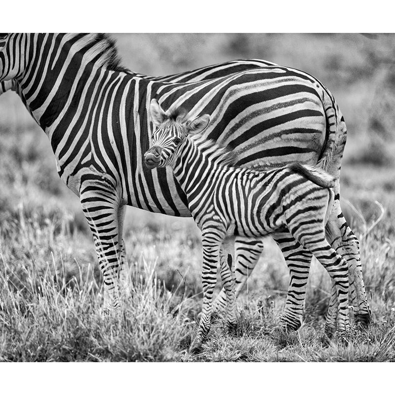 Zebra Mildew Resistant Wild Animal Mural Contemporary Photography Sleeping Room Wall Mural