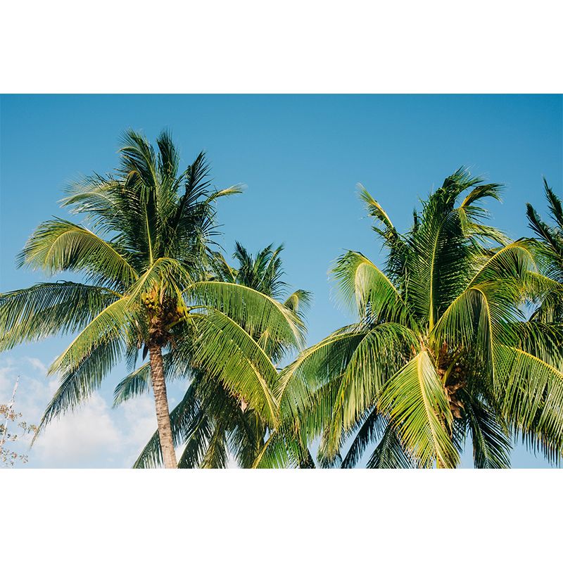 Mildew Resistant Tropical Palm Mural Wallpaper Photography Wall Covering