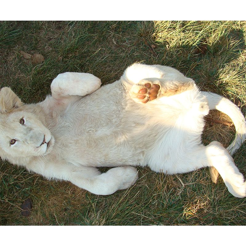 Wild Animal Wall Mural Contemporary Mildew Resistant Wallpaper for Home