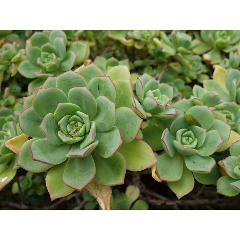 Green Plants Mural Wallpaper Environment Friendly Decorative Restaurant