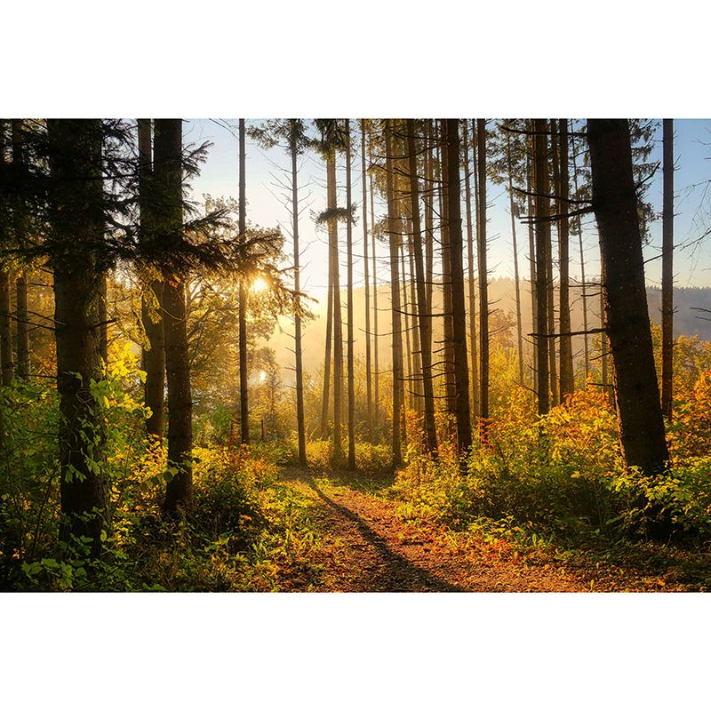 Forest Scenery Wall Mural Simple Moisture Resistant Wall Decor for Living Room