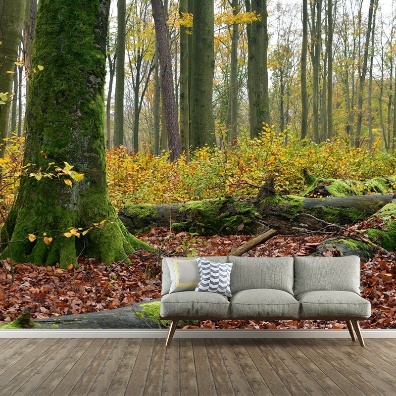 Forest Photo Mural Wallpaper for Living Room Decor, Custom Size Available