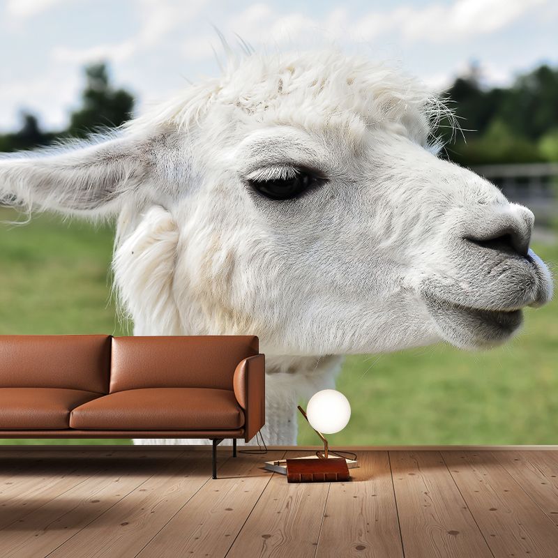Alpaca Animal Wall Mural for Living Room, Moisture Resistant, Made to Measure