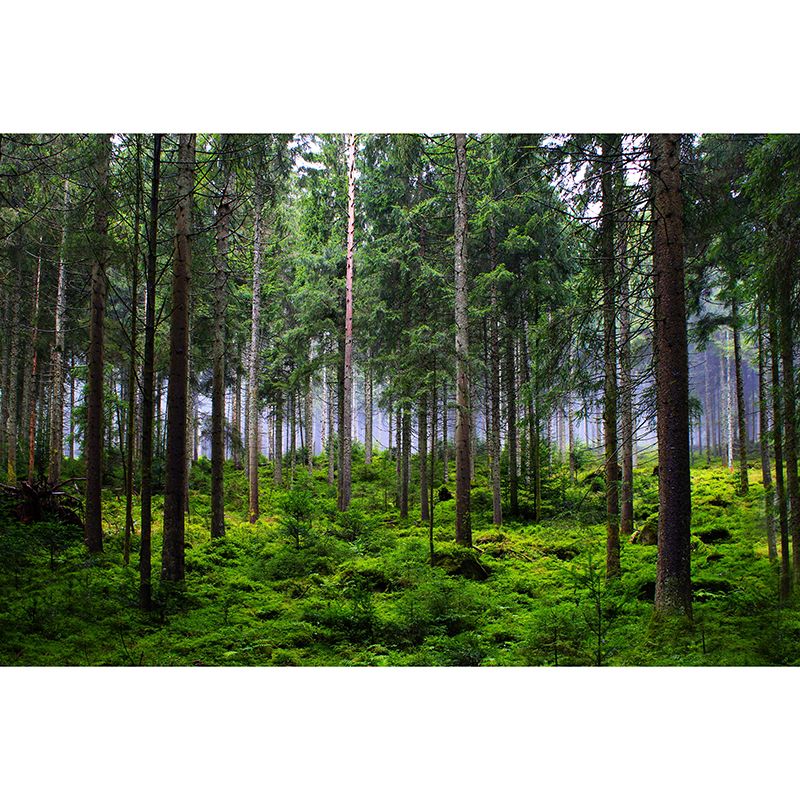 Green Forest Scenery Wallpaper Mural for Sitting Room, Made to Measure