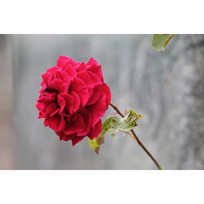 Beautiful Rose Flower Wall Decals Removable Mural Wallpaper, Waterproofing