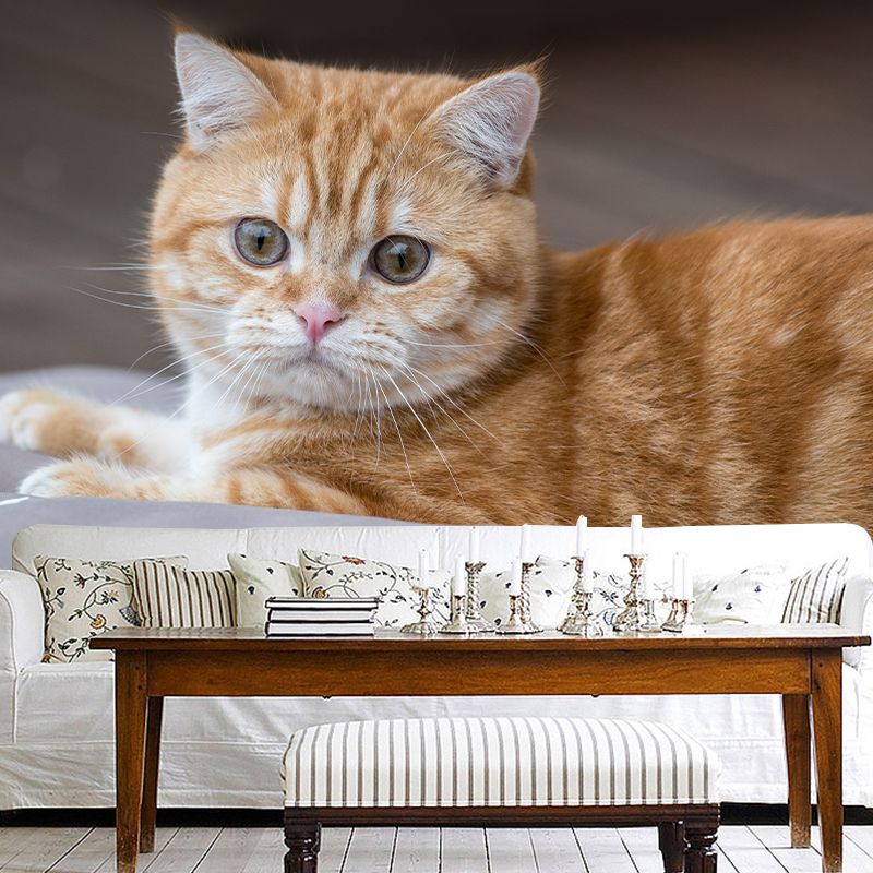 Super Cute Cat Wall Decals Water Resistant Bedroom Living Room Wall Decor Murals