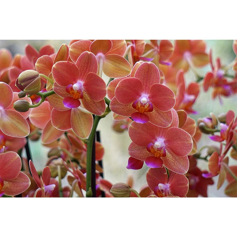 Modern Girl Room Decoration Orchid Mural Wallpaper, Custom Size Available