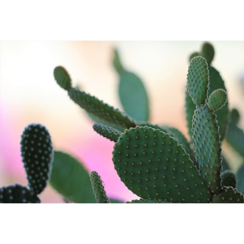 Green Cactus Wall Mural Decal Modern Living Room Wall Decor, Waterproof