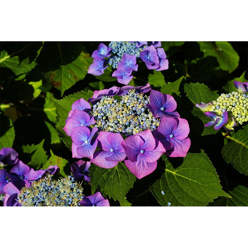 Blooming Hydrangea Mural Wallpaper Environmental Contemporary for Bedroom