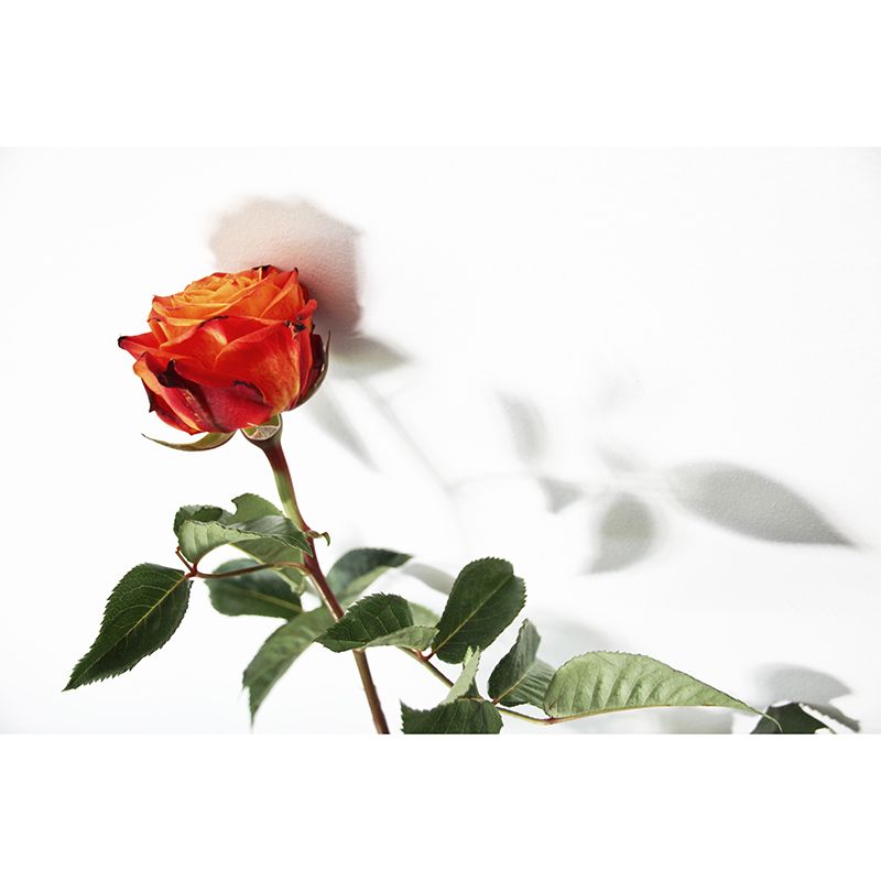 Environment Friendly Wall Mural Wallpaper Romantic Rose Sitting Room Wall Mural