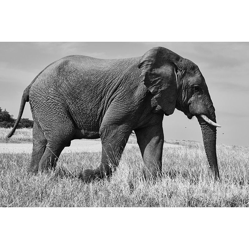 Tropics Elephant Mural Wall Decor Mildew Resistant Wall Art for Living Room