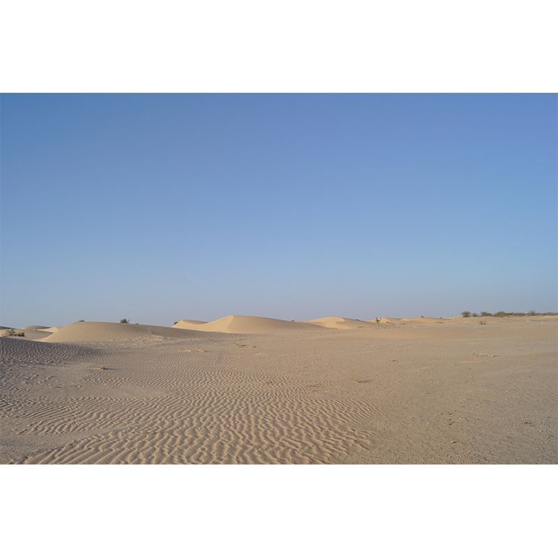 Desert Wall Mural Stain Resistant Wall Covering for Living Room Bedroom