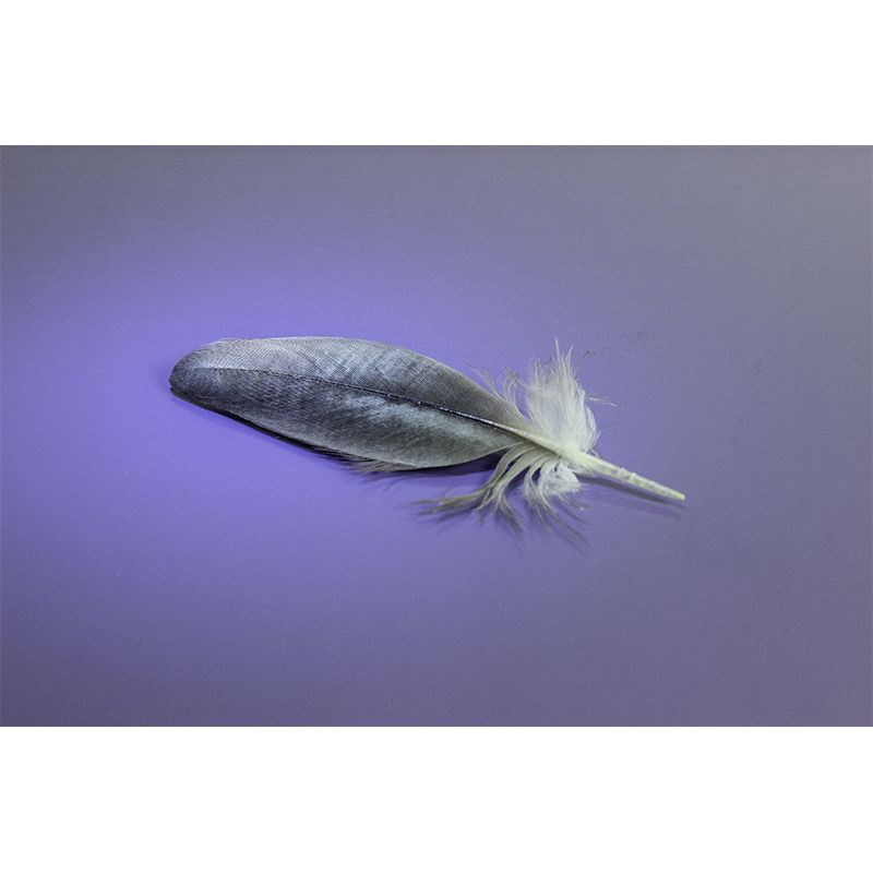 Minimalism Style Feather Mural Decal Water Resistant Wall Decor for Gust Room