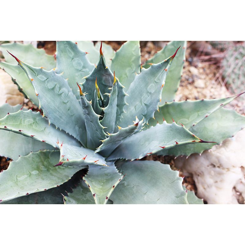 Agave Plant Murals Contemporary Style Photography for Bedroom Home Decor