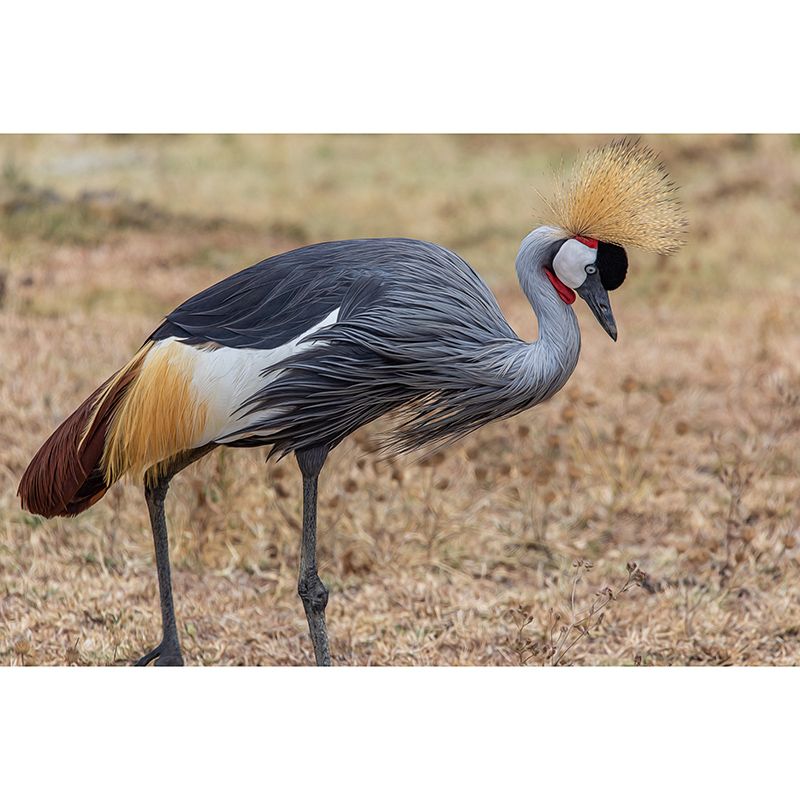 Crane Animal Modernism Wall Decor for Living Room Bedroom, Moisture Resistant