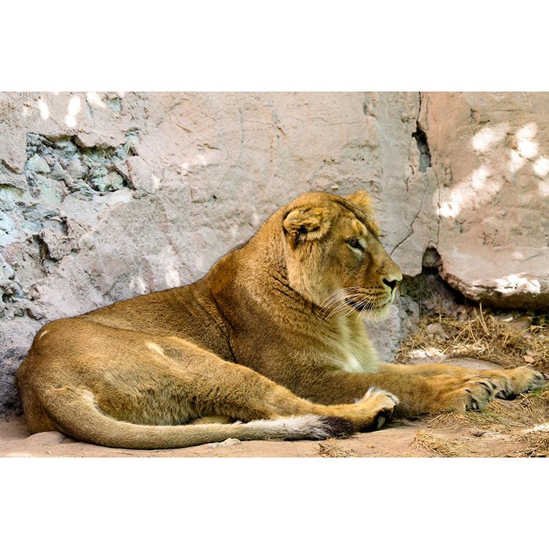 Contemporary Tropical Lion Mural Wall Decor Mildew Resistant Wall Art for Home Decor