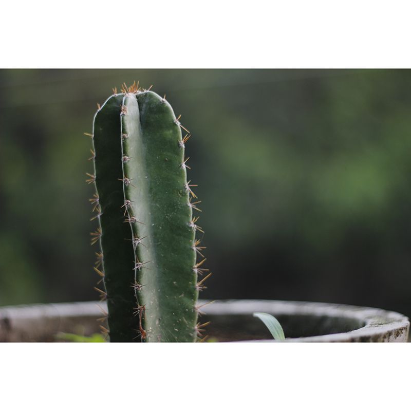 Minimalism Style Prickly Cactus Wall Mural for Reading Room, Mildew Resistant