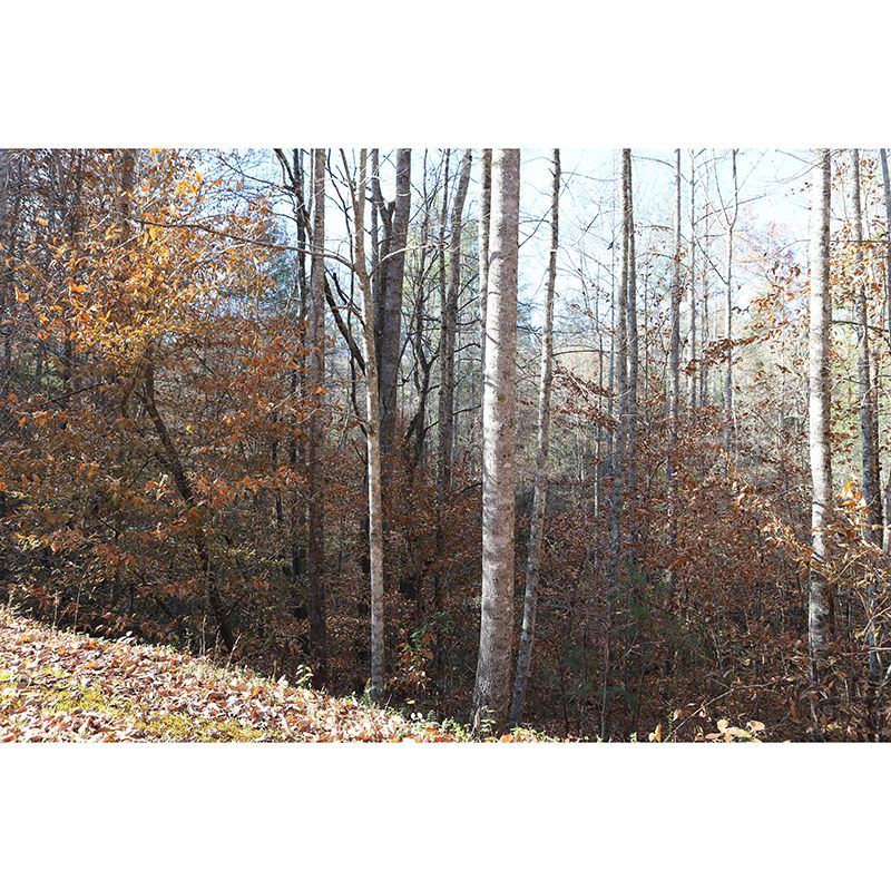 Autumn and Winter Forest Scenery Mural Wallpaper for Home Decor, Moisture Resistant