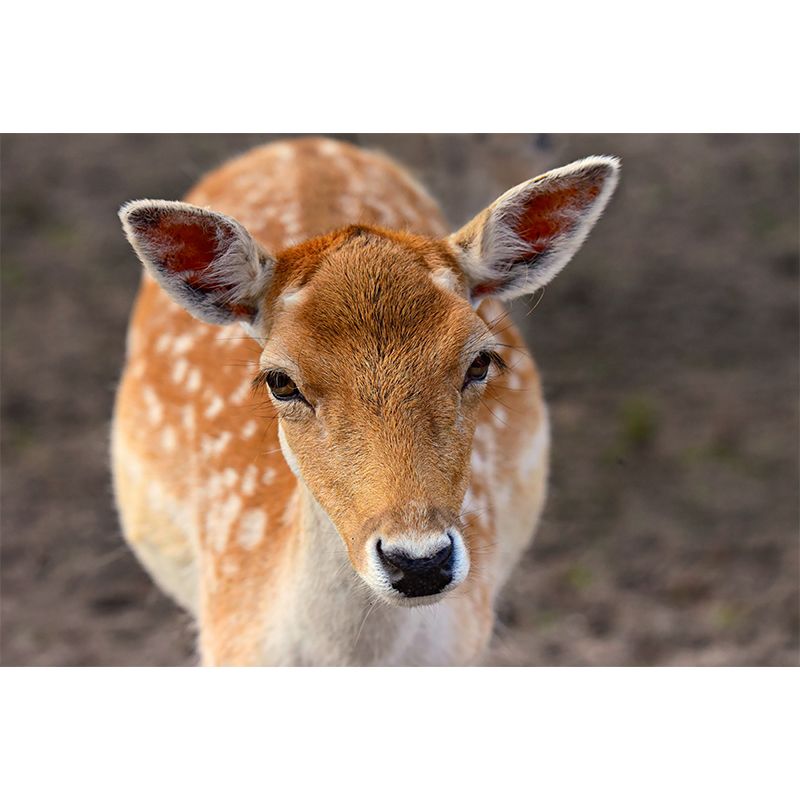 Deer Wall Decal Stain Resistant Mural Wallpaper Contemporary Bedroom Wall Covering