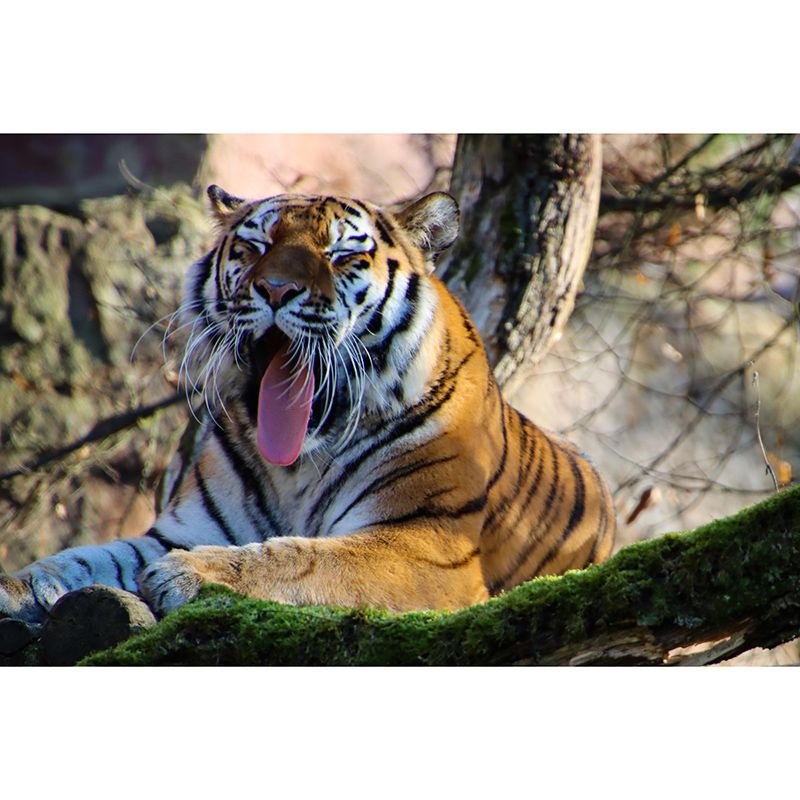 Tiger Mural Wallpaper Living Room Decoration, Personalized Size Available