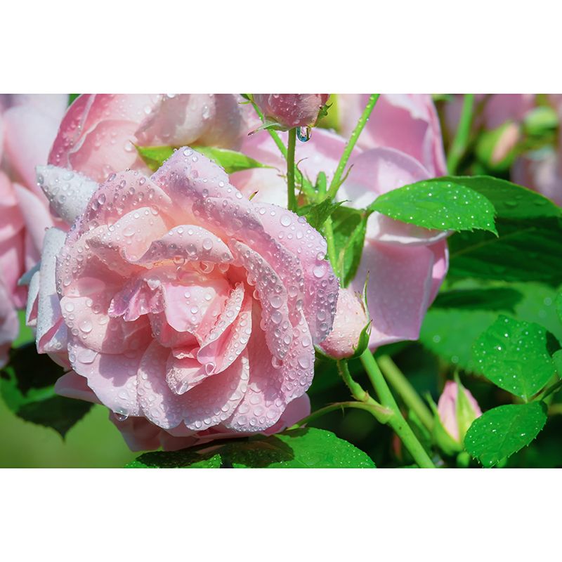 Customized Water Drop Flower Mural Horizontal Photography for Sleeping Room