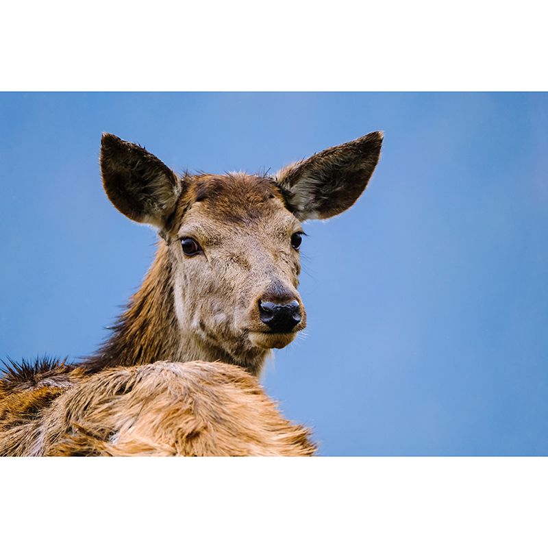 Cute Deer Animal Moisture Resistant Bedroom Wall Covering, Customized Size