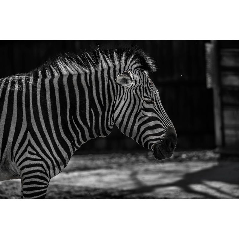 Zebra Wall Decal Animal Home Art Interior Decoration, Moisture Resistant