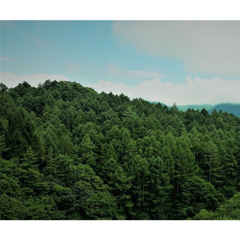 Modern Style Forest Wall Mural Wallpaper Photography Mildew Resistant Wall Covering