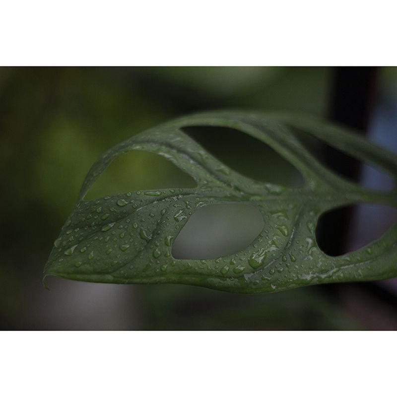 Tropical Monstera Home Decor Modern Sleeping Room Wall Decoration Wallpaper