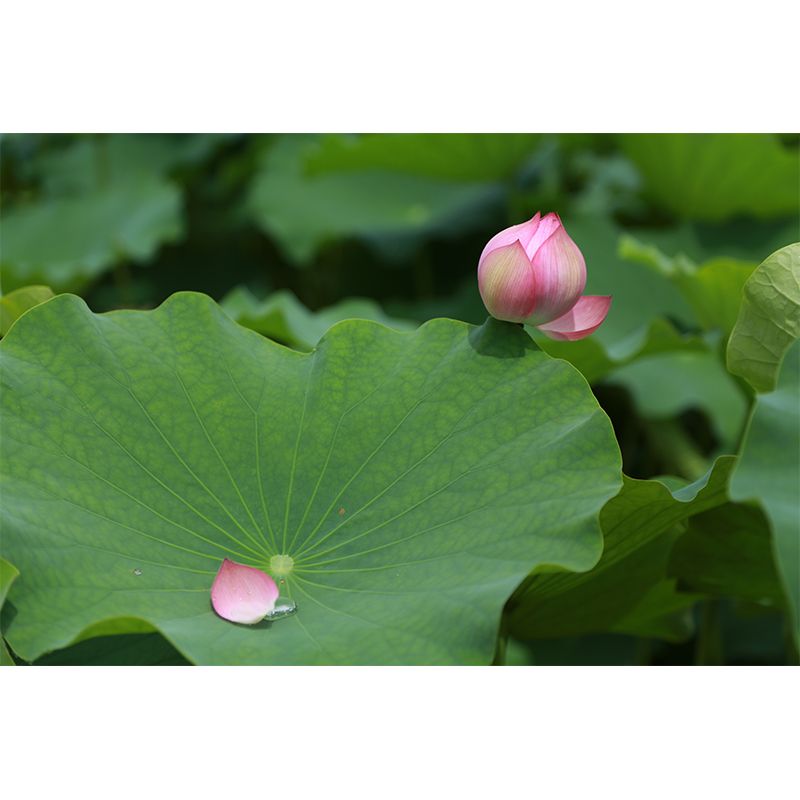 Green Lotus Leaf Mural Wallpaper Stain Resistant Wall Covering for Living Room