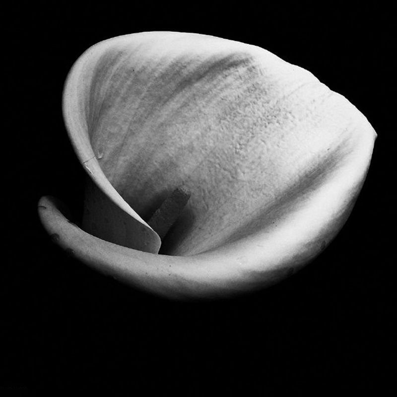 Modern Tulip Close-Up Murals Black and White Flower Wall Covering for Home Gallery