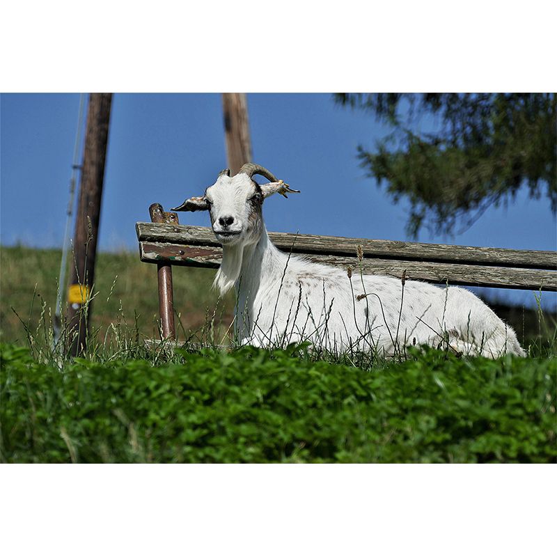 Customized Goat Wall Mural Wallpaper Horizontal Photography for Sitting Room