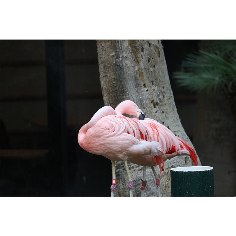 Tropical Flamingo Wall Decals for Bedroom Living Room Wall Decor, Waterproofing