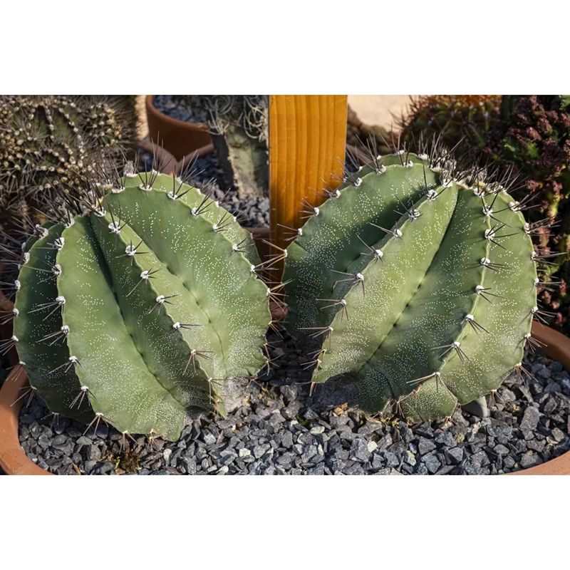 Houseplant Simple Mural for Living Room Bedroom Wall Decor, Made to Measure