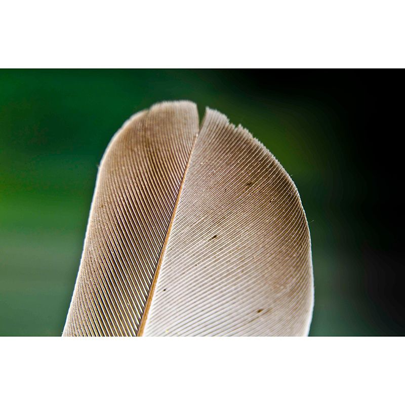 Feather Wall Mural Modern Style Mildew Resistant for Home Decor