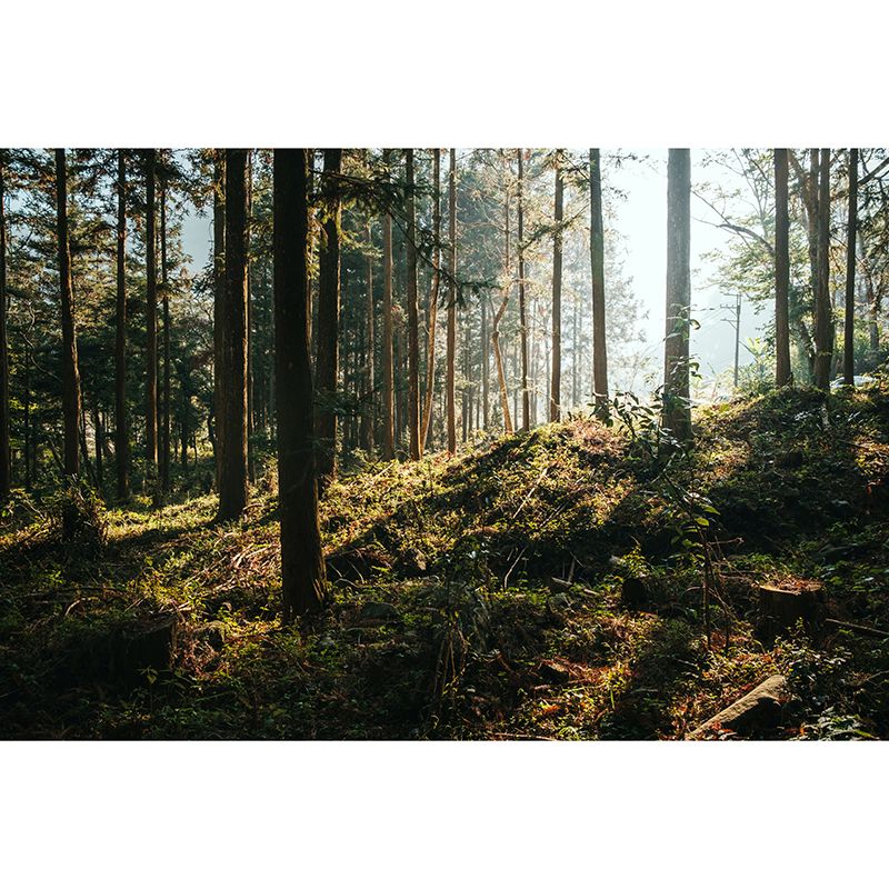 Environmental Wall Mural Wallpaper Forest Scenery Living Room Wall Mural