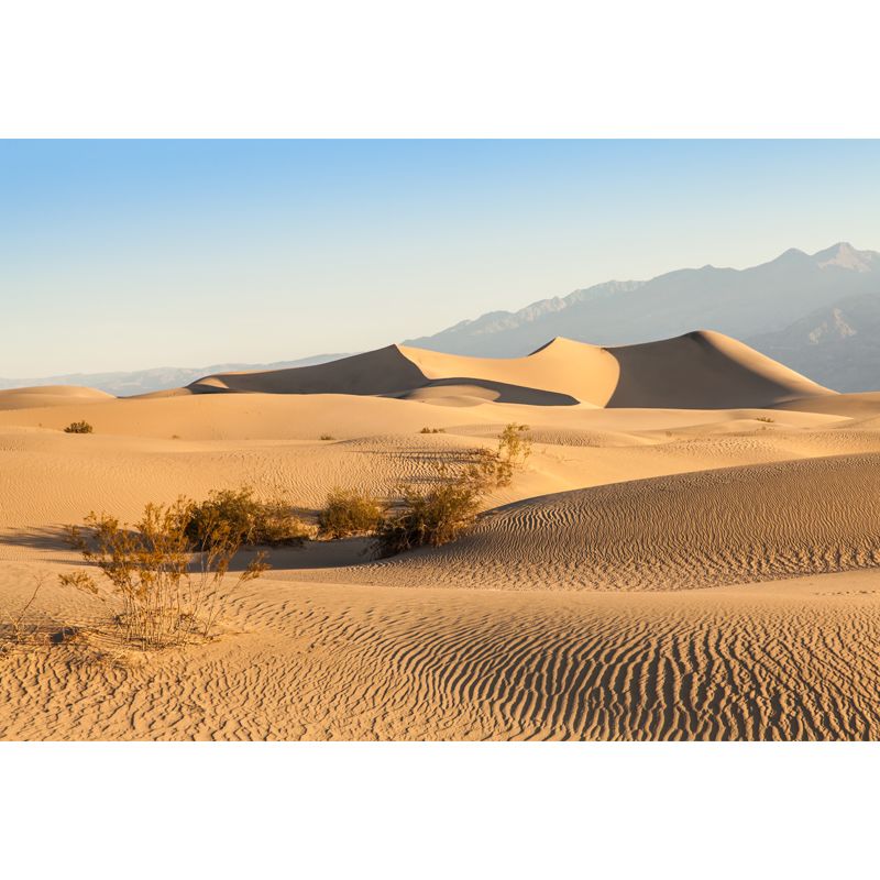 Desert Plants Wall Mural Decal Modern Non-Woven Material Wall Decor in Yellow for Home