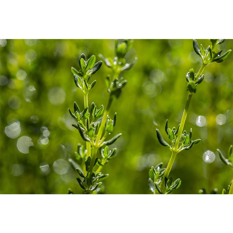 Customized Modern Plants Mural Wallpaper with Thyme Pattern Mildew Resistant