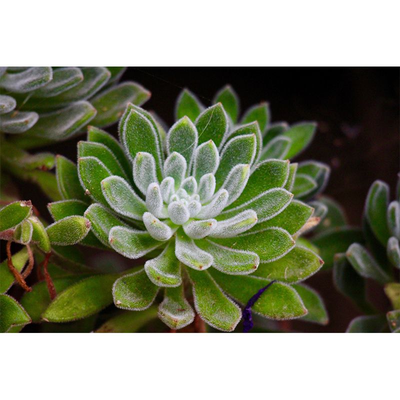 Indoor Decoration Plants Wall Mural for Living Room Bedroom, Made to Measure