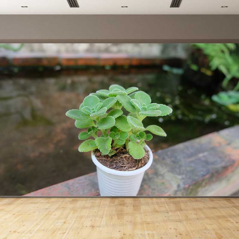 Green Plant Wall Mural for Study Room Home Decor, Personalized Size Available